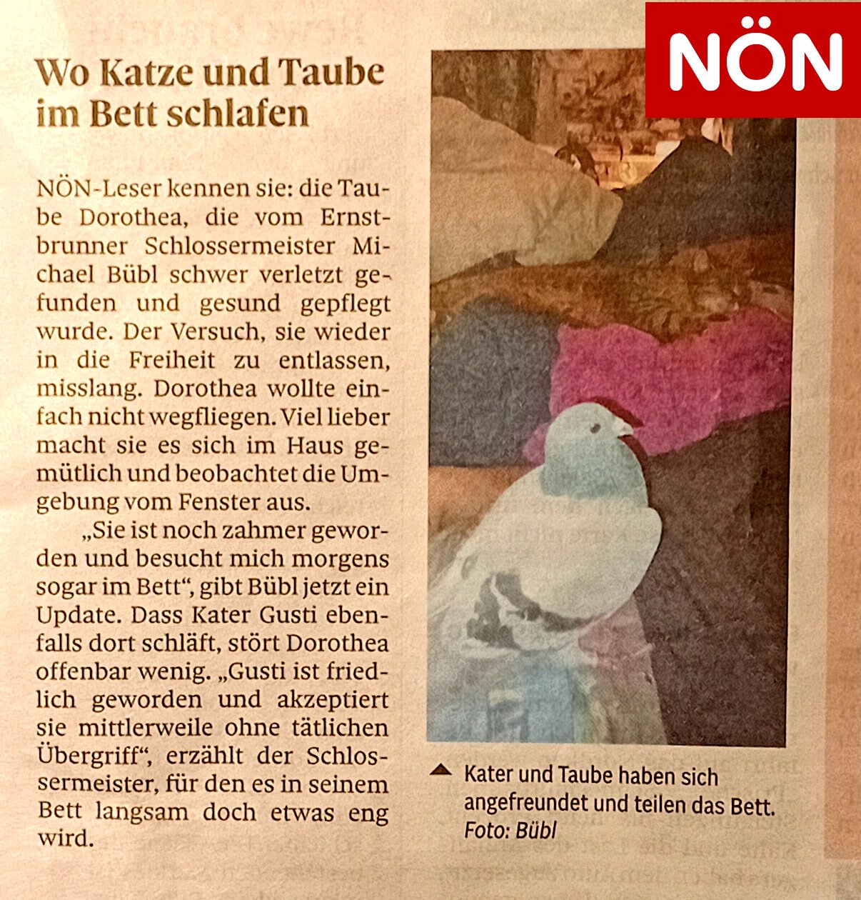 Taube dorothea Kater Gusti NÖN Taube Dorothea liegt mit Kater Gusti im Bett