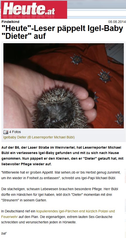heute-igel-dieter Michael Bübl rettet ein Igelbaby "Dieter" vor dem nahenden Tod auf der Strasse - Heute berichtete