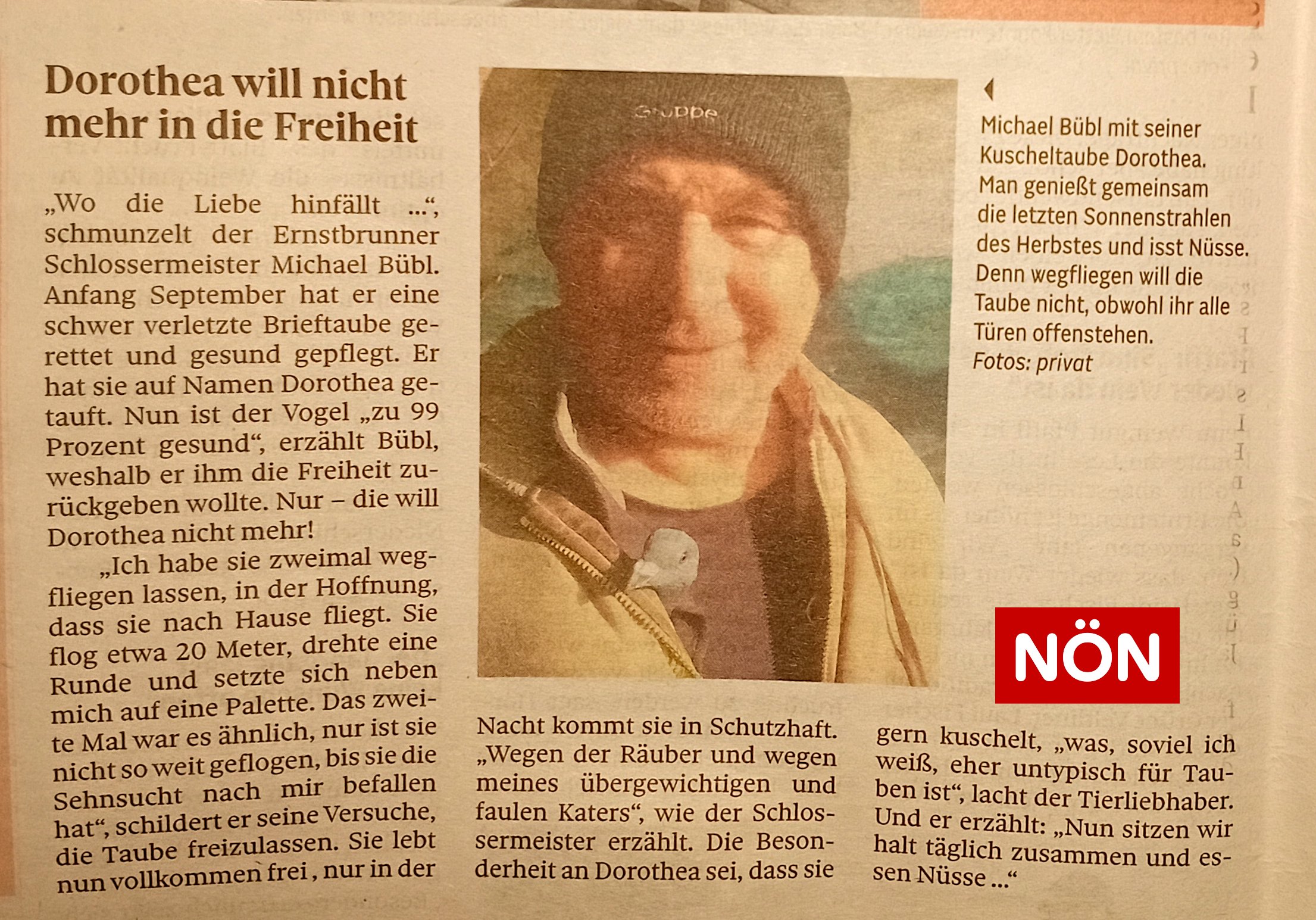 noen2-taube-dorothea Bericht in der NÖN über die Taube Dorothea und ihr neues Zuhause beim Schlossermeister Michael Bübl
