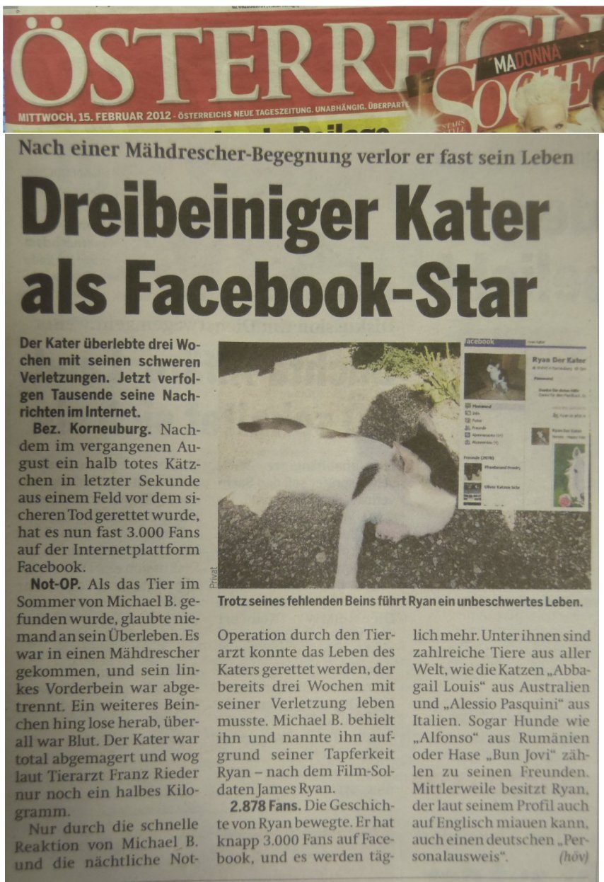 ryan-oesterreich1-facebookstar Michael Bübl rettet Kater Ryan - Nun ist er Facbookstar - Österreich berichtet