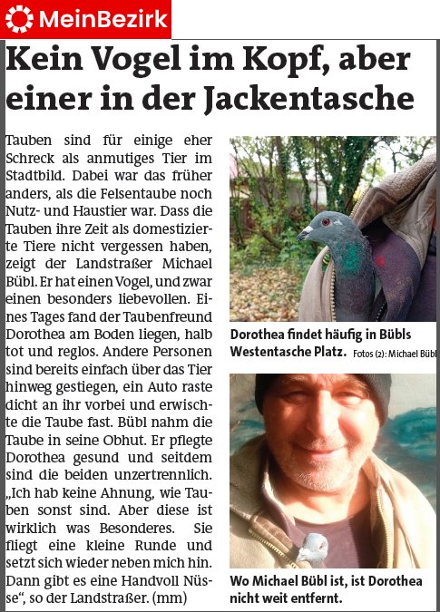 Dorothea meinbezirk bild Brieftaube Dorothea in Meinbezirk