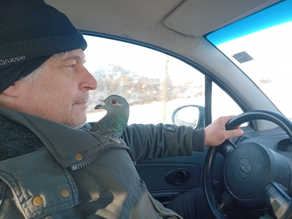 Taube Auto 1 - Kopie Brieftaube Dorothea im Auto mit Michael Bübl