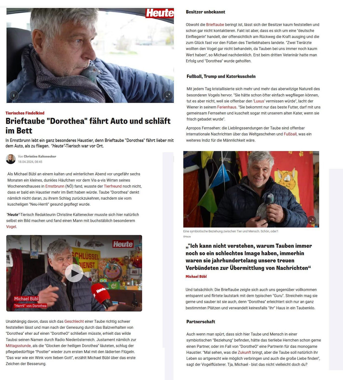 brieftaube-dorothea-heute-online Brieftaube Dorothea in der heute Online