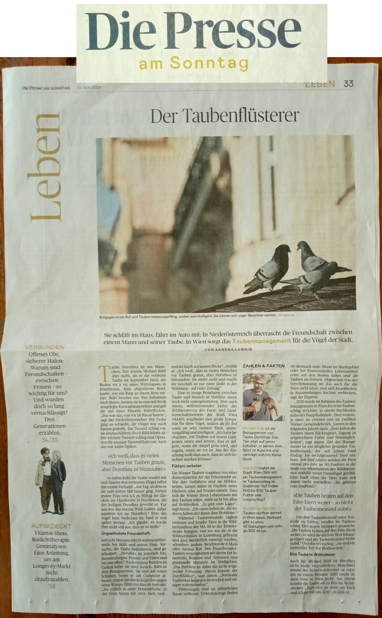 diepresse taube Dorothea Die Presse berichtet über Brieftaube Dorothea