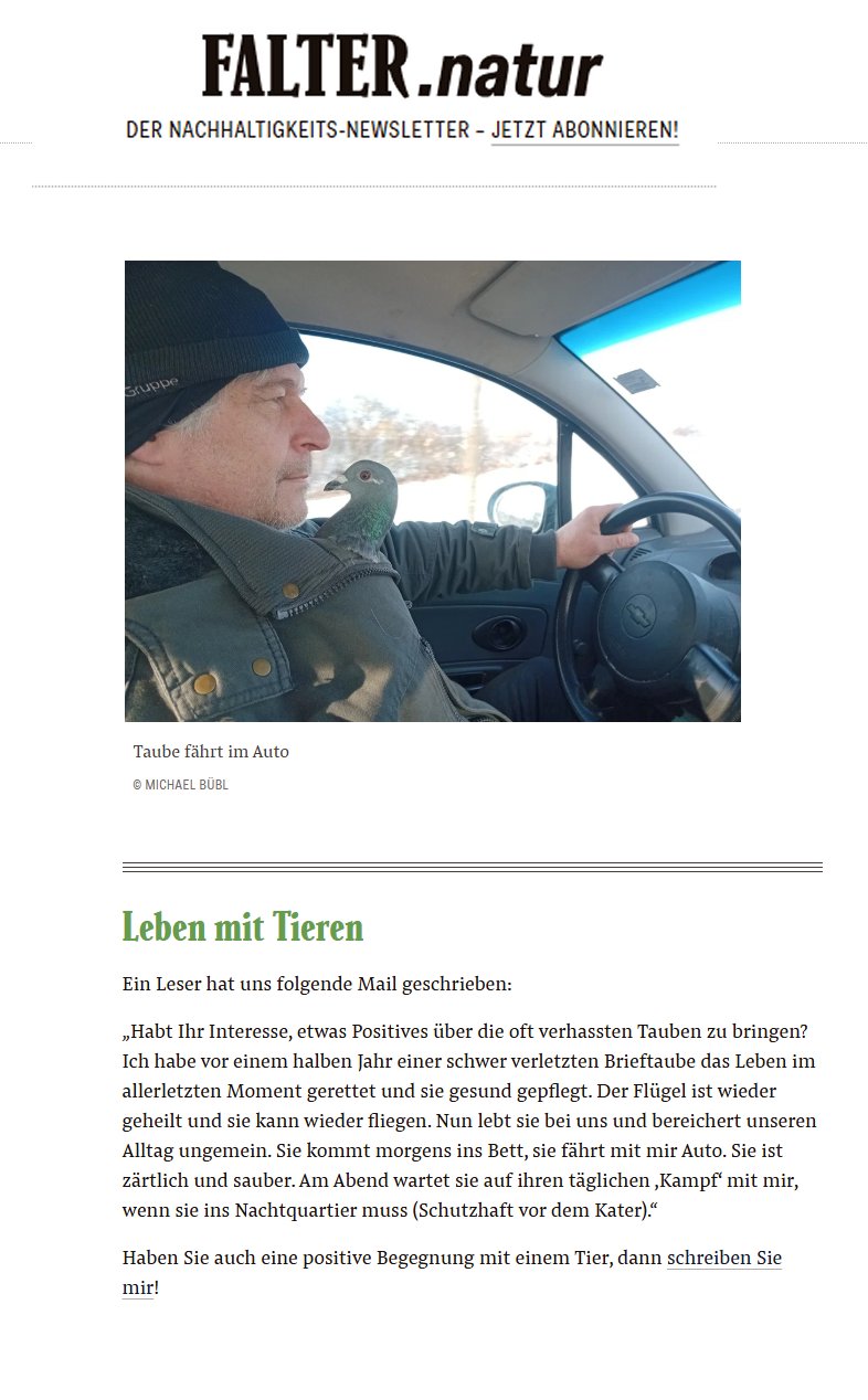 dorothea-Falter-Taube Stadtzeitung Falter berichtet über Brieftaube Dorothea