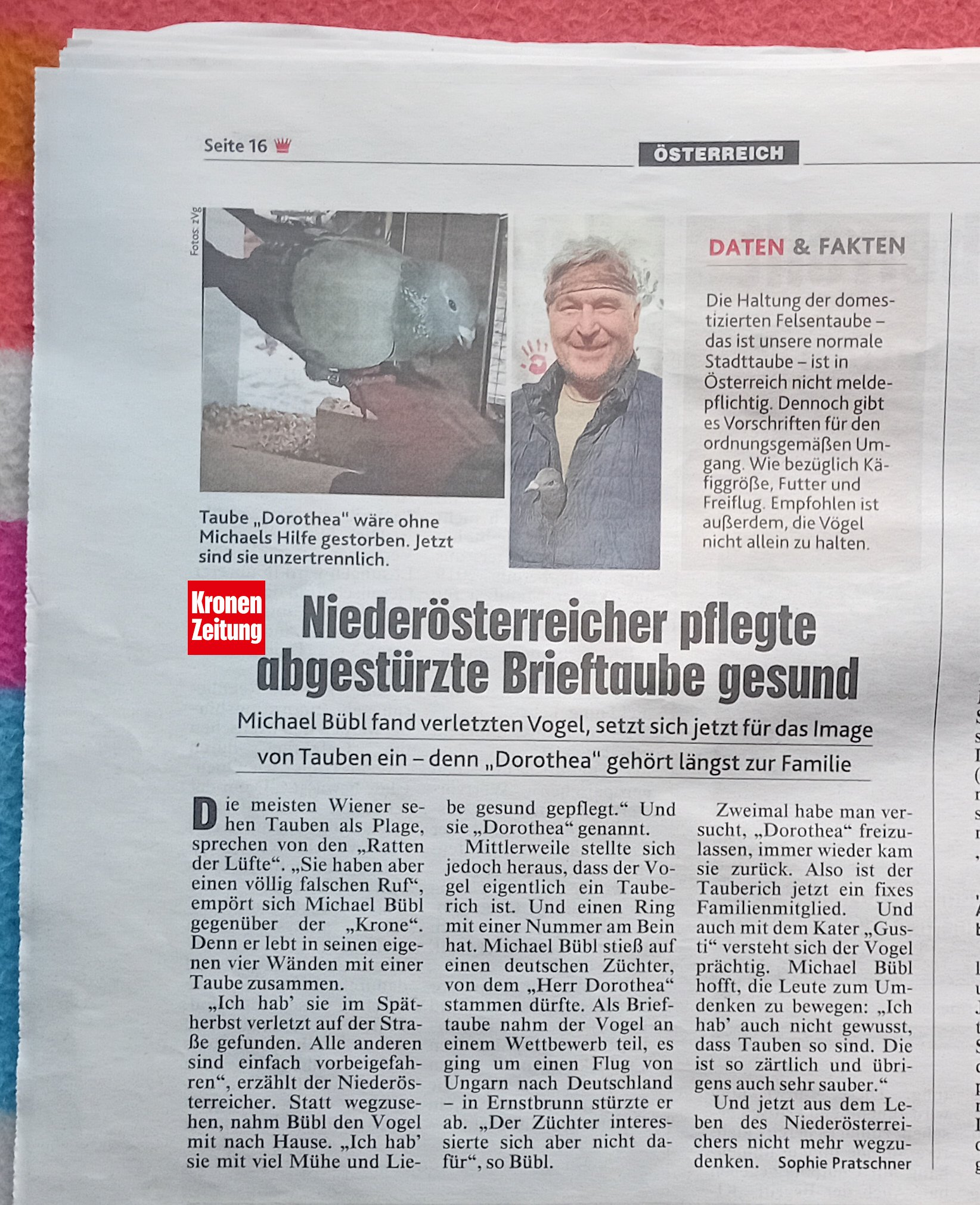 krone-ganz oesterreich-dorothea Kronenzeitung berichtet landesweit über Brieftaube Dorothea