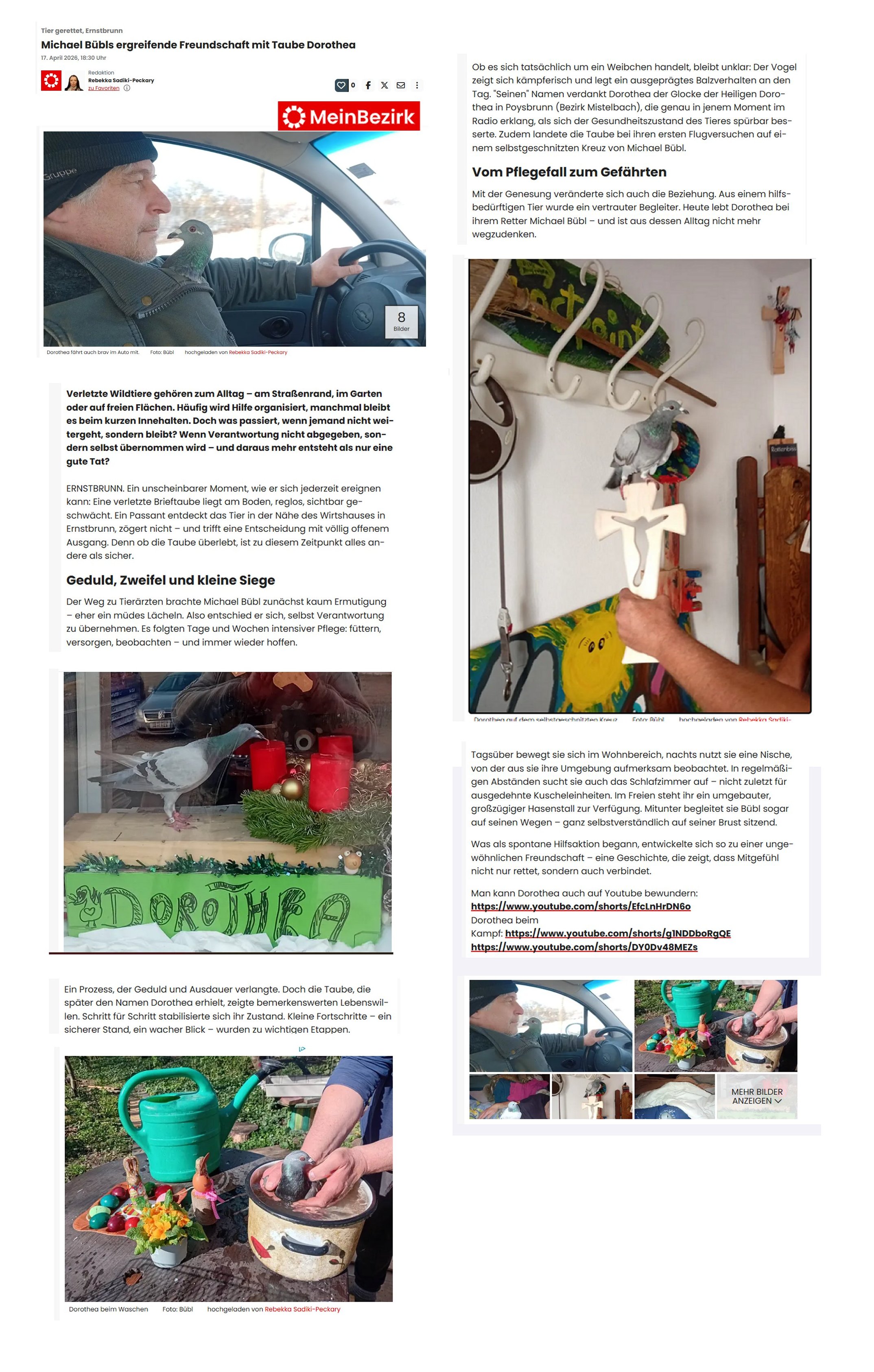 meinbezirk-online Die Zeitung "MeinBezirk" bringt einen Artikel über Brieftaube Dorothea und ihren Retter Michael Bübl
