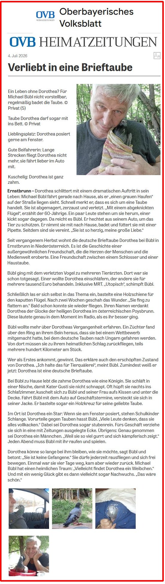 ovb heimazeitungen-online Die OVB-Heimatzeitungen "Oberbayrisches Volksblatt" berichtet über Brieftaube Dorothea und ihre Rettung und Michael Bübl