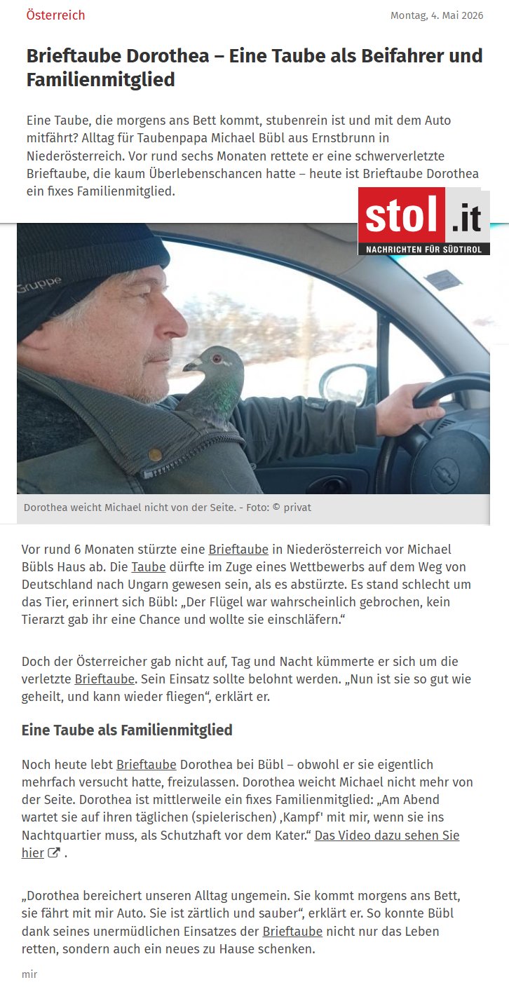 stol-it Dorothea Das italienische Portal (Südtirol) stol.it veröffentlicht einen Bericht über Brieftaube Dorothea und Michael Bübl