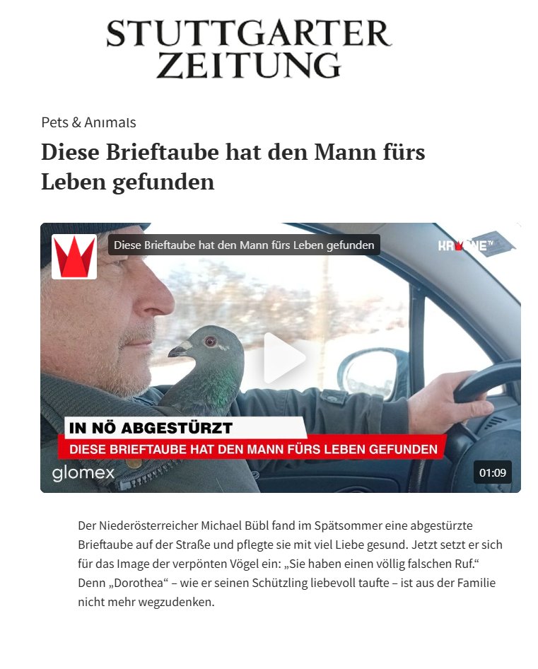 stuttgarter Zeitung Dorothea online Stuttgarter Zeitung Bericht über Brieftaube Dorothea und Micheal Bübl