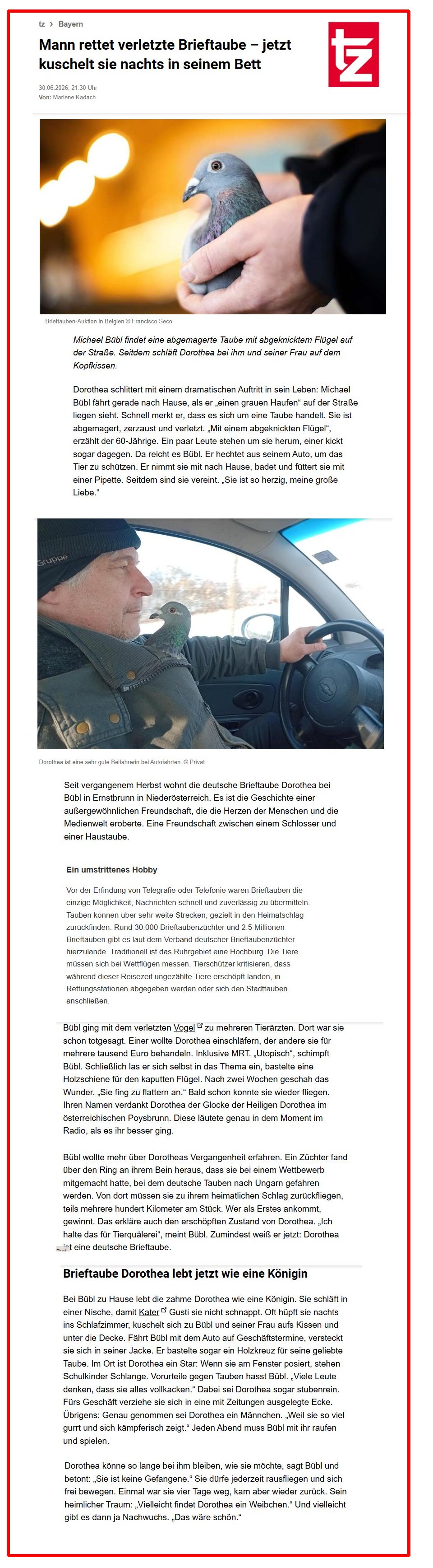 tz-muenchner-tageszeitung-online Münchner Tageszeitung TZ berichtet online über Brieftaube Dorothea und Michael Bübl